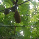 Read more about the article JACK FRUIT (JUNE)