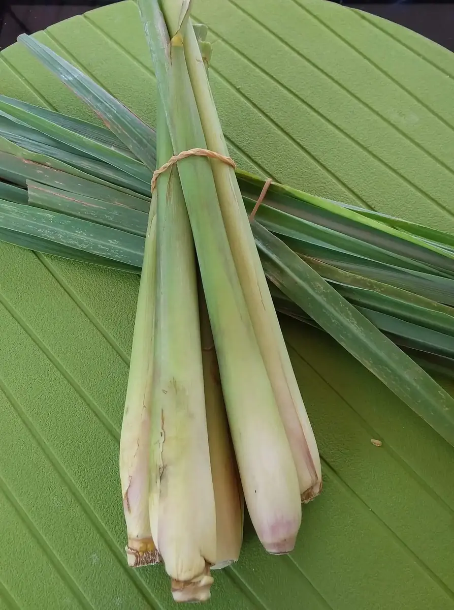 You are currently viewing Λεμονόχορτο