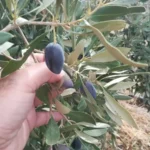 Read more about the article Ελιές Καλαμών