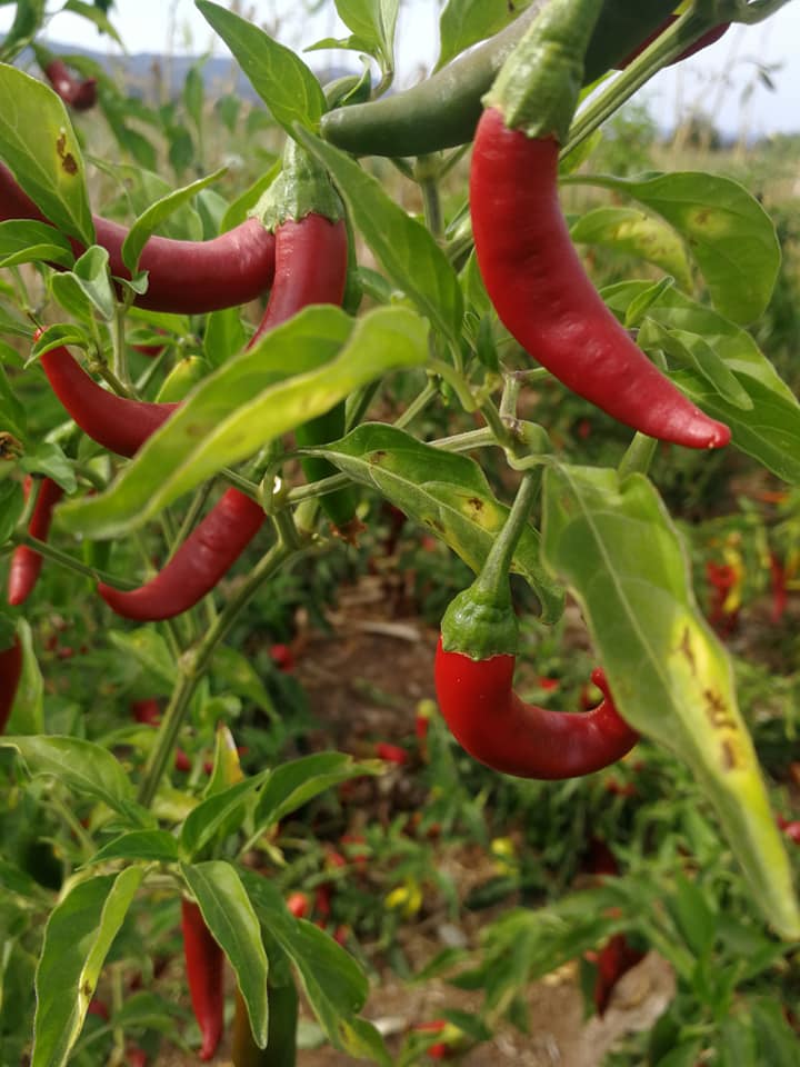 Olomon erkaklar bitta videoni sikishadi