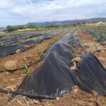 Read more about the article 