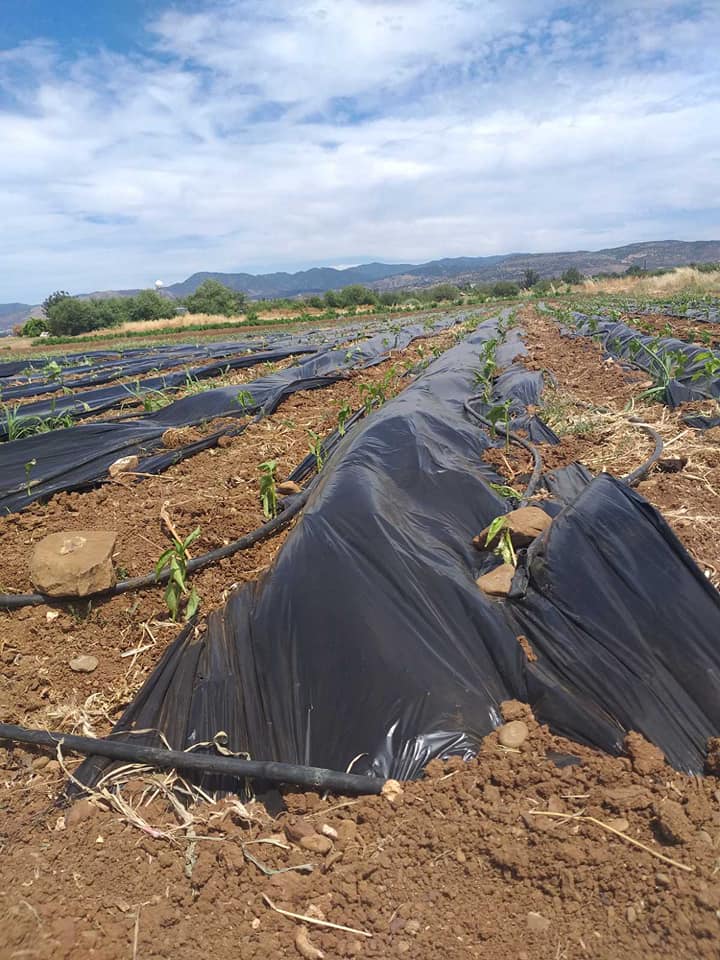 Read more about the article 