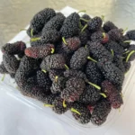 Read more about the article 