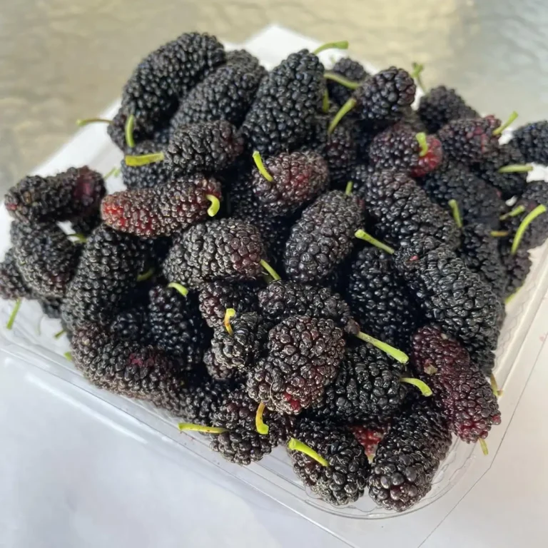 Read more about the article 