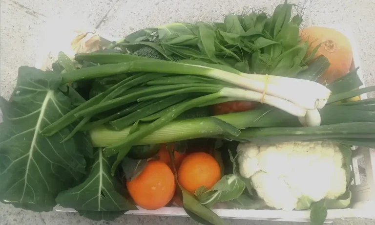 Read more about the article 