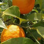 Read more about the article 