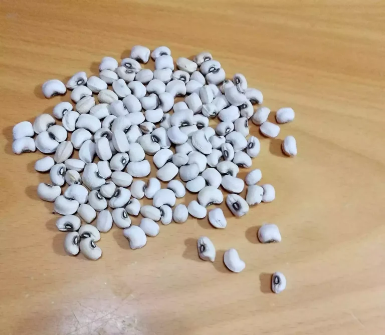 Read more about the article 