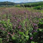 Read more about the article 