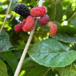 Read more about the article 