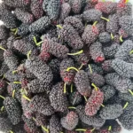 Read more about the article 