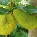 Read more about the article JACKFRUIT