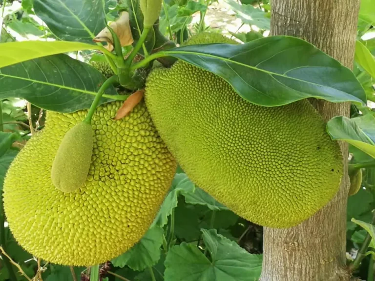 Read more about the article JACKFRUIT