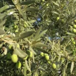 Read more about the article Τί κάνουμε αυτές τις μέρες;