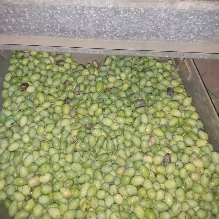 Read more about the article Ελιές και Λάδι