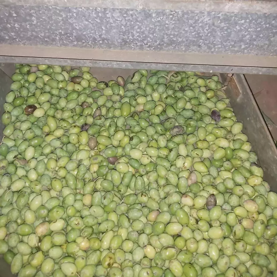 You are currently viewing Ελιές και Λάδι